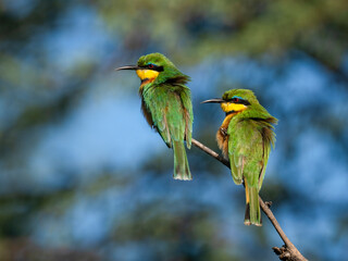 Zwergspint (Merops pusillus)
