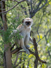 Südliche Grünmeerkatze (Chlorocebus pygerythrus)
