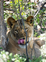 Löwe (Panthera leo)