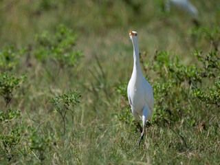 Kuhreiher (Bubulcus ibis)