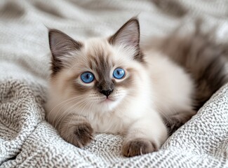 A cute ragdoll kitten with blue eyes lying on a grey blanket looking up at the camera.