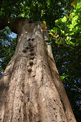 Proboscis Bats Resting in a Line on a Sunlit Tree Trunk in the Forest