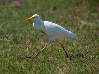 Kuhreiher (Bubulcus ibis)