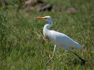 Fototapeta premium Kuhreiher (Bubulcus ibis)