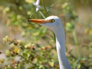 Kuhreiher (Bubulcus ibis)