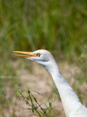 Kuhreiher (Bubulcus ibis)