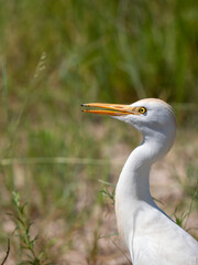 Kuhreiher (Bubulcus ibis)