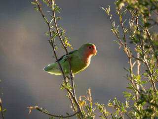 Rosenköpfchen (Agapornis roseicollis)