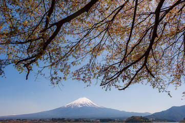 Fuji mountain and cherry blossoms in spring, Japan.