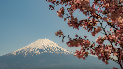 Fuji mountain and cherry blossoms in spring, Japan.