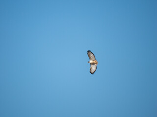 Augurbussard (Buteo augur)
