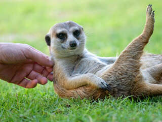 Erdmännchen (Suricata suricatta)
