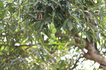 A branch of a tree with multiple clusters of small green fruits surrounded by long, dark green leaves. The sunlight filters through the leaves, creating a peaceful natural scene with soft background