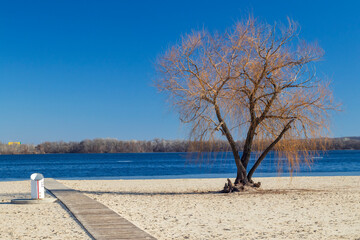 A sandy beach along a large body of water, with a clear blue sky and some trees in the background