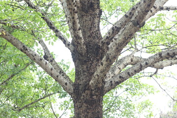 A close-up of a tree trunk with large branches extending outward, covered in small dark growths. Fresh green leaves fill the background, creating a lush, natural scene.