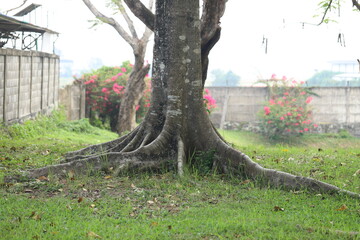 A close-up of a tree trunk with large, visible roots spreading across a grassy lawn. In the background, there's a concrete wall and vibrant pink flowers, creating a serene outdoor atmosphere.