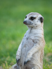 Erdmännchen (Suricata suricatta)