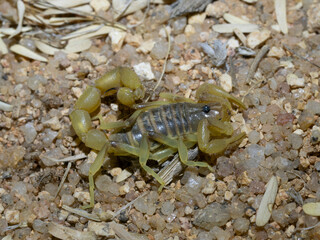 Skorpion