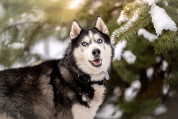 Women walk their husky dogs in the park in winter.