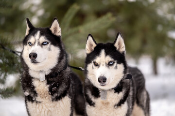 Women walk their husky dogs in the park in winter.