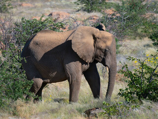 Fototapeta premium Afrikanische Elefant (Loxodonta africana), Wüstenelefant