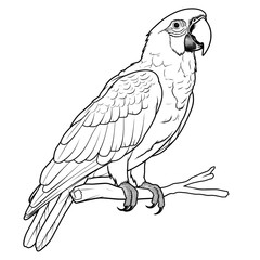 Fototapeta premium Black and White Macaw Illustration