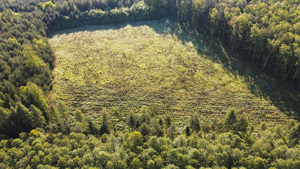 New Trees Growing in Reforested Area Aerial View