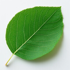 Obraz premium Aspen Leaf Isolated