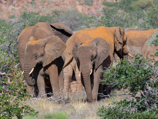Afrikanische Elefanten (Loxodonta africana), Wüstenelefanten in Namibia