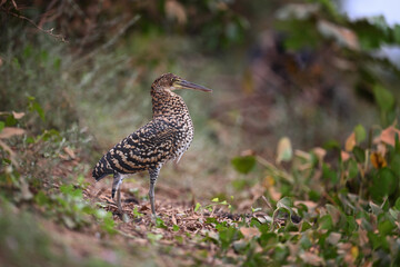 Juvenile Rufescent Tiger Heron Standing Among Vegetation