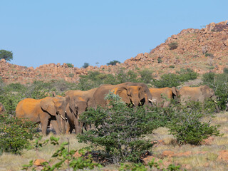 Afrikanische Elefanten (Loxodonta africana), Wüstenelefanten in Namibia