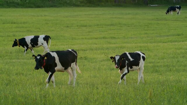 Herd of Cows Walking in Big Green Field, Livestock on Farm in Peaceful Summer Evening