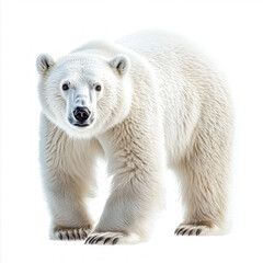 Ice Bear Isolated