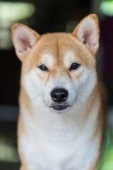 Dog in the park. Shiba inu breed. Close-up Portrait of head Shiba inu Dog.