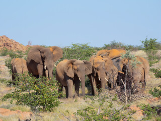 Obraz premium Wüstenelefanten im Damaraland in Namibia 