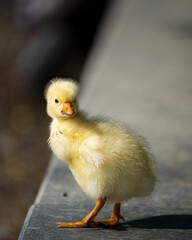 Goose