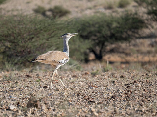 Riesentrappe (Ardeotis kori)