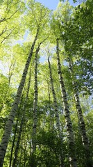 Naklejka premium Tall birch trees reaching towards the blue sky in a lush forest during bright daylight