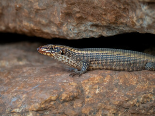 Felsen-Schildechse (Gerrhosaurus validus)