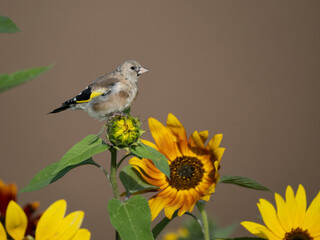 Stieglitz (Carduelis carduelis)