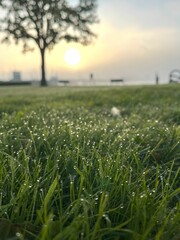 Obraz premium Morning dew on grass with a soft sunrise in the background, creating a peaceful and serene atmosphere in a park setting. The silhouette of a tree and benches enhance the calm, natural scene.