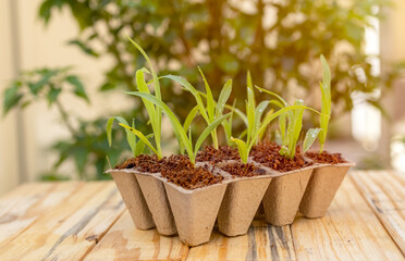 View of seeding plant in pulp pots, disposable on wooden table with blurred background. Recycle...
