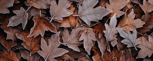 A close-up view of frost-covered leaves, showcasing the intricate details and delicate frost patterns.
