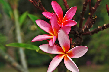 Vibrant Flowers in Bloom