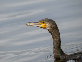Kormoran (Phalacrocorax carbo)