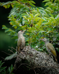 wildlife