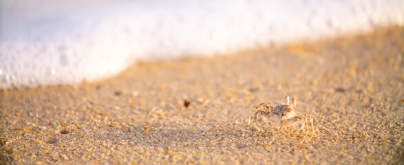 A crab on the beach is running on the white sand. Exotic animals in the resorts of tropical islands. The concept of a beach holiday in the tropics. © Vera