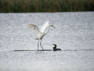  Silberreiher (Ardea alba) und Kormoran (Phalacrocorax carbo)