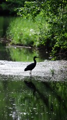 A solitary heron stands gracefully by a tranquil pond surrounded by lush greenery