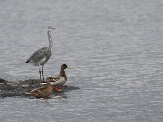 Graureiher (Ardea cinerea) und Stockente (Anas platyrhynchos)
